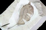 Huntonia Lingulifer (Rare Species) - Oklahoma #93153-2